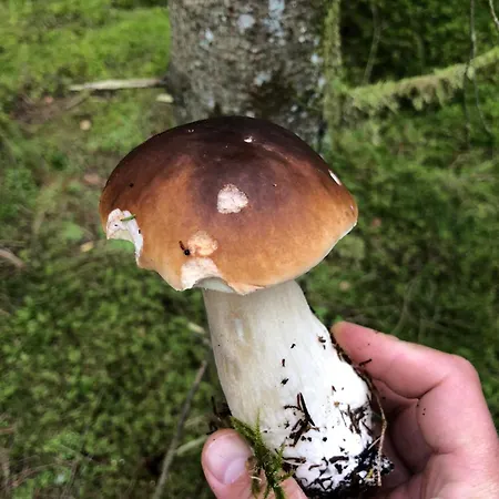 Prázdninový dům Blisko Morza