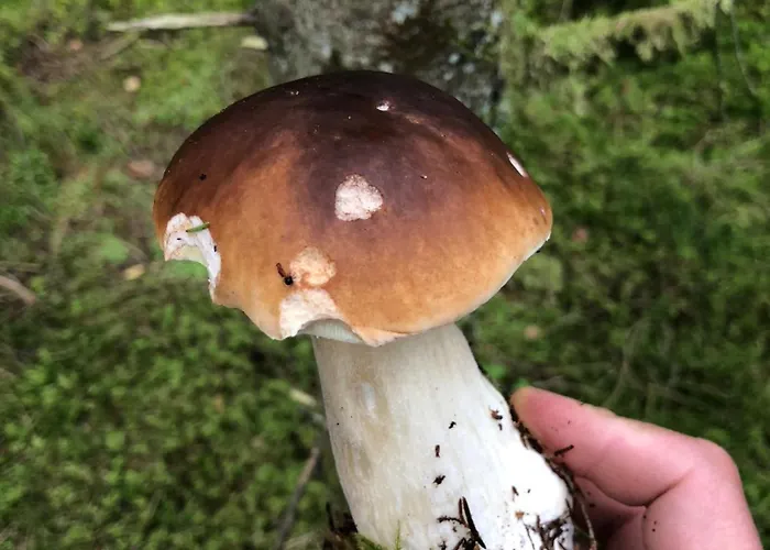 Semesterbostad Blisko Morza